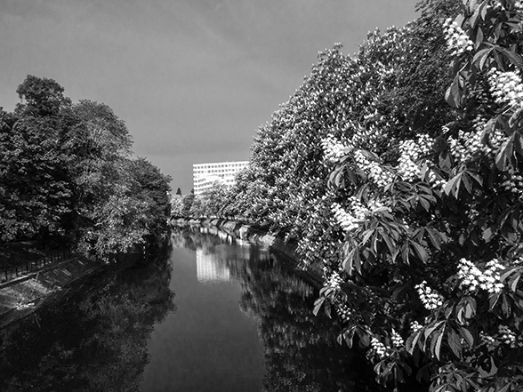 kastanien_landwehrkanal_bw_72